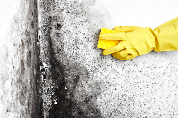 Best Mold Testing  in Foresthill, CA