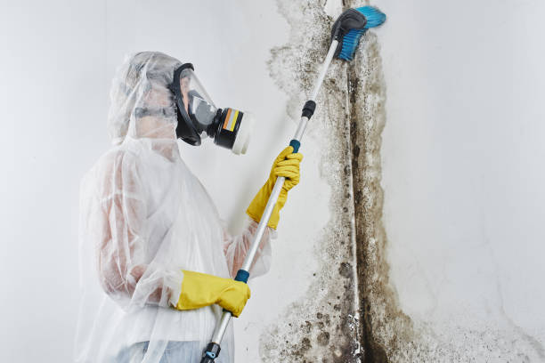 Best Mold Testing  in Foresthill, CA