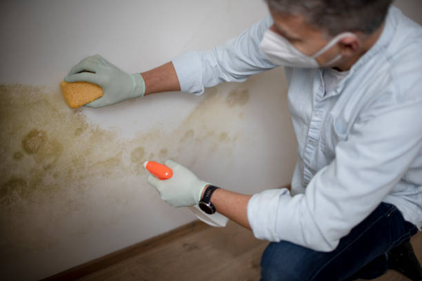 Best Best Mold Removal Companies  in Foresthill, CA
