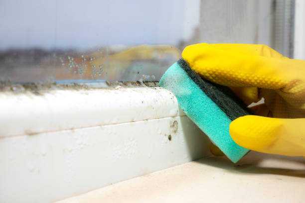 Reliable Foresthill, CA Mold Removal Solutions