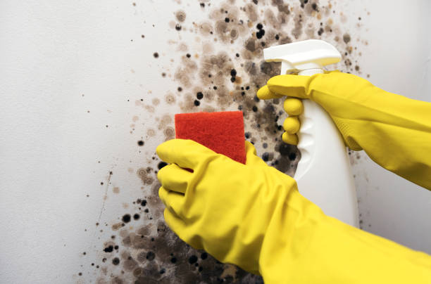 Best Residential Mold Removal  in Foresthill, CA