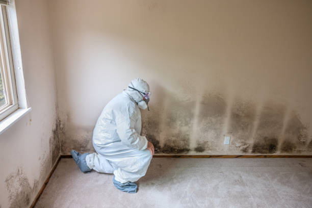 Best Toxic Mold Removal  in Foresthill, CA