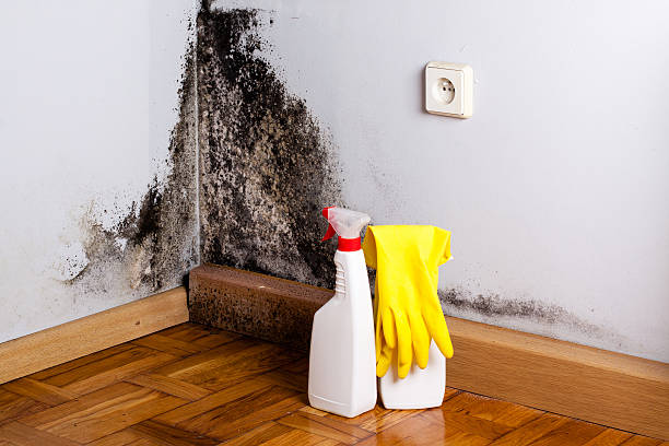Best Attic Mold Removal  in Foresthill, CA